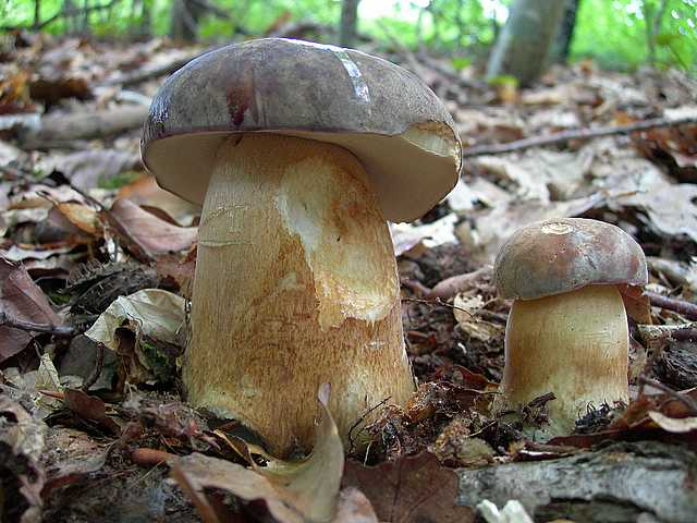 2005 :  Un anno di funghi